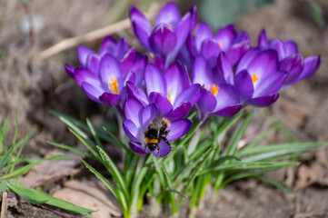Fototapeta premium First spring flowers, blossom of purple crocusses and flying bee
