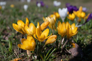 First spring flowers, blossom of yellow crocusses