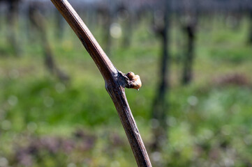 White and rose wine production on Dutch vineyards, rows of grape plants in spring, Zeeland, Netherlands
