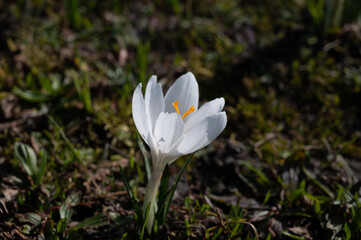 Spring in the city, blossom of white crocusses in sunny day