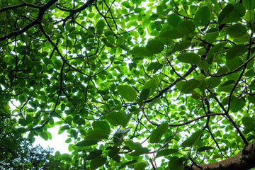Tree crown foliage