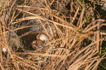 Close up of small speckled eggs in a pine needle nest