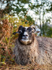 Fototapeta premium sheep in the mountains