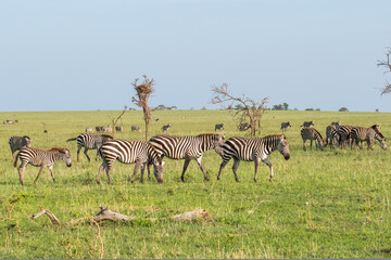 Fototapeta na wymiar Herd of zebras the northern Serengeti, Tanzania