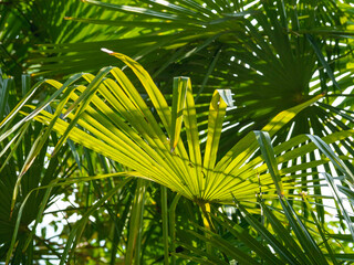 Obraz na płótnie Canvas Sun shines on palm tree leaves. Tropical tree with fresh green foliage.