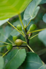 Obraz premium Close up of organic fig plant growing fruit on tree