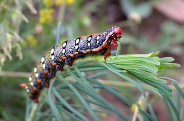 Hawk moth colorfull larvae walking on a grass detailed close up