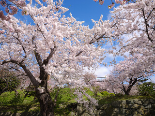 松前町の桜