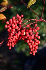 Nandina, Sacred-bamboo, Chinese-bamboo, Heavenly-bamboo, Southern heaven-bamboo, Sacred bamboo, Heav