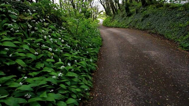 Green wild garlic or ramsons growing beside road or lane, with white flowers.