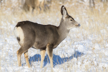 Colorado Wildlife. Wild Deer on the High Plains of Colorado. Young mule deer doe in the snow.