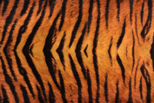 Tiger Skin Backgrounds