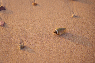 A shell on the sandy shore of the Red Sea.