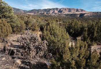 Juniper Forest at Oil Well Flats