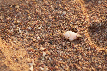 A shell on the sandy shore of the Red Sea.