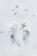 Traces of squirrels in the snow.