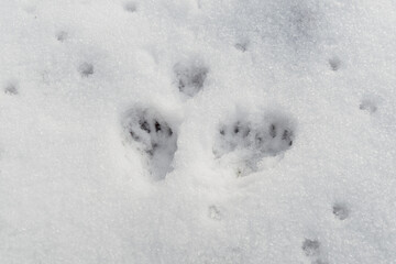 Traces of squirrels in the snow.
