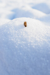 Brown hairy caterpillar in the snow.