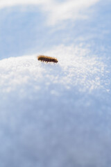 Brown hairy caterpillar in the snow.