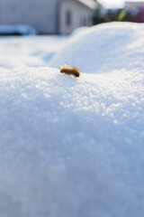 Brown hairy caterpillar in the snow with a building in the background.