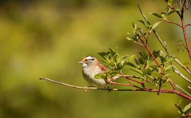 Bruant a George blanche