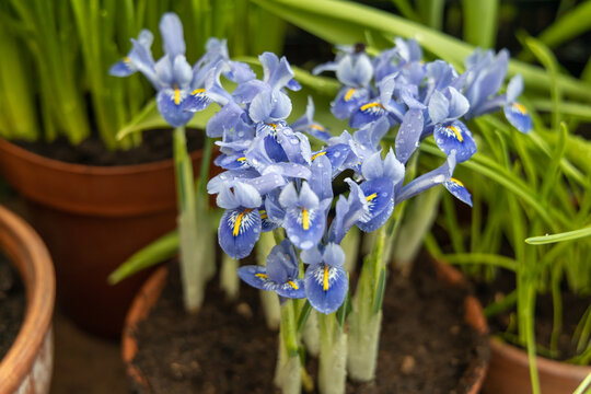 Small spring flowers in the garden. Tiny purple-blue irises in a clay pot, Iris reticulata or dwarf iris, bulbous plant 