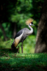 grey crowned crane