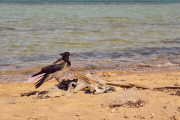 A crow is sitting on a plastic trash on the polluted coast of the Red Sea.