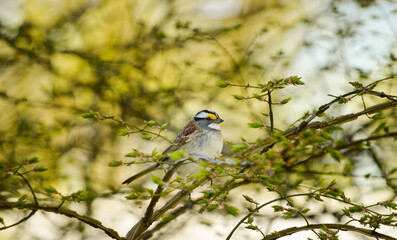 Bruant a gorge blanche 