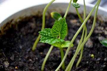 young green cucumber sprouts in the ground. Cucumber shoots. Growing vegetables at home. Green leaves. Chernozem. Vegetable plants. Agricultural business. Free space for text. Blurred background