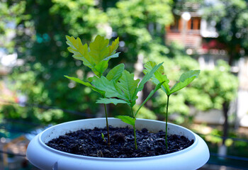 three sprouts of oak with rich green leaves in a white flower pot on a background of soil. the...