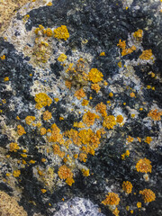 Multicolor lichen on a rock stone. Colors - Solitude, Whiskey, Dolphin. High quality photo