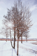 trees in winter