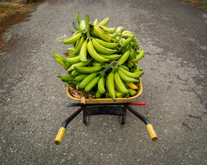 wheelbarrow full of green bananas