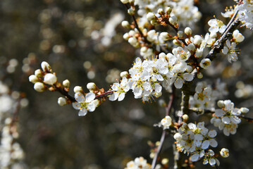 Prunus spinosa