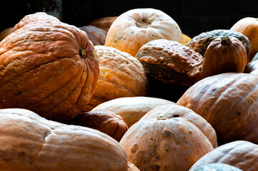 Fototapeta na wymiar variety of freshly harvested pumpkins in the farm's storage shed