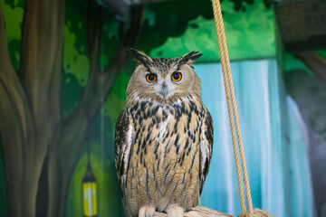 An owl staring at zoo visitors. High quality photo
