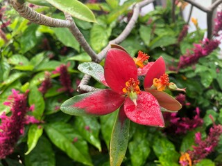 Beautiful vibrant nectar flowers for butterflies in Florida.