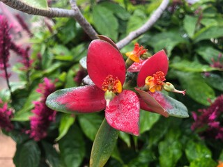 Beautiful vibrant nectar flowers for butterflies in Florida.