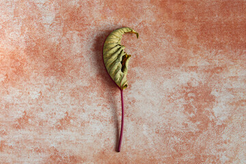 An isolated traditional poinsettia fell to the ground wilting and changing color on an artistic abstract marble texture background. Seasons and the passage of time.