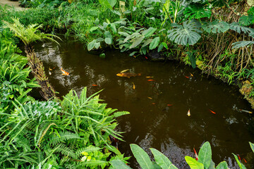 Koi carp in the water with ferns around the pond.