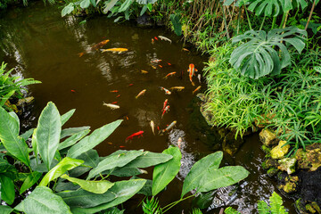 Naklejka premium Koi carp in the water with ferns around the pond.