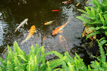 Koi carp in the water with ferns around the pond.