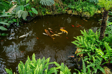 Koi carp in the water with ferns around the pond.