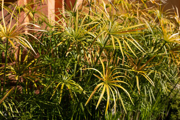 A tropical plant with lush green foliage growing in water. Exotic vegetation.