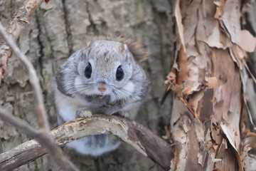 【北海道】エゾモモンガ