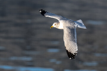 Ring-billed Gull (Larus delawarensis) in Flight