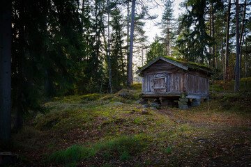 A small log cabin in a motley forest clearing