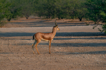 Arabian gazelle 