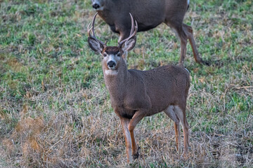 Male Mule Deer (Odocoileus hemionus) in November